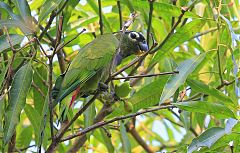 Scaly-headed Parrot